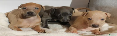 Italian Greyhound 1