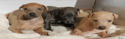 Italian Greyhound dogs for sale: KC Reg Italian Greyhounds - Advert 8