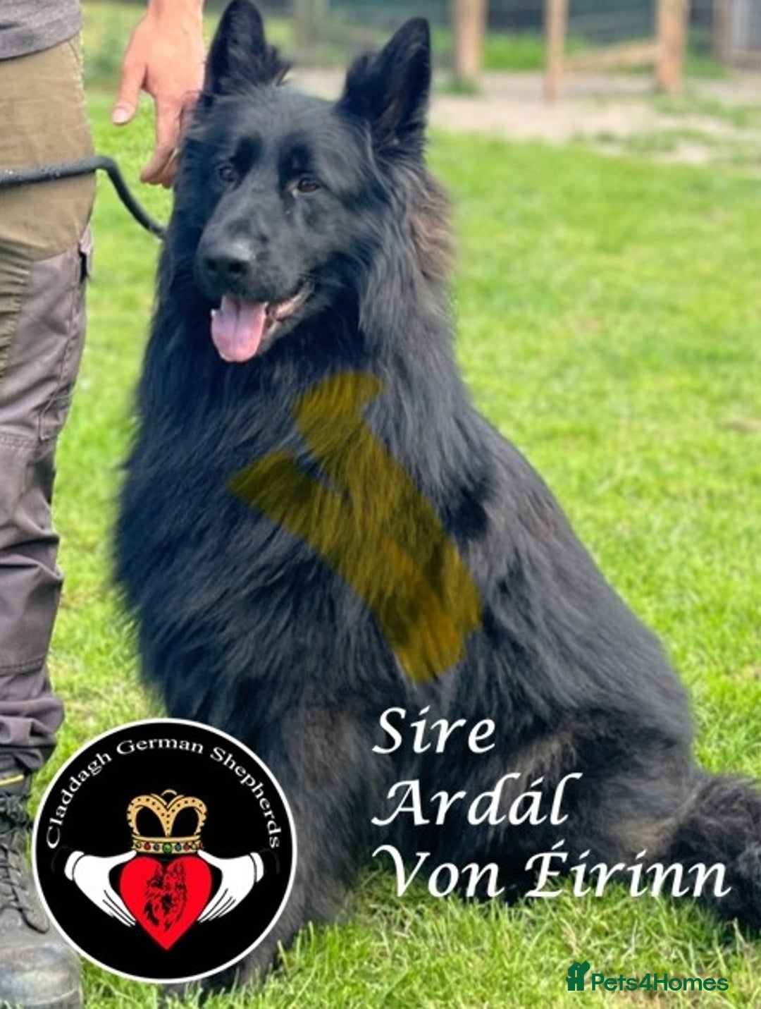 German Shepherd dogs for sale: Grandson of Famous Boss (Bossenburg) pups - Image 2