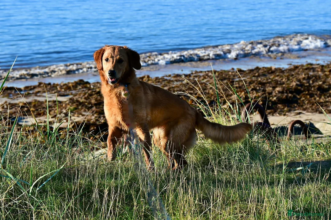 Golden Retriever dogs for sale: Beautiful Bella 2 years old - Advert 2