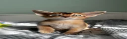 Abyssinian cats for sale: Abyssinian kittens  - Advert 16