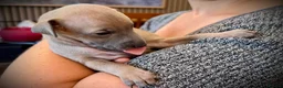 Italian Greyhound dogs for sale: KC Registered Italian Greyhound Girl Puppies - Advert 13
