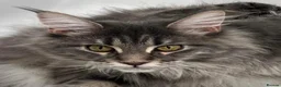 Maine Coon cats for sale: XL Maine coon kittens  - Advert 11