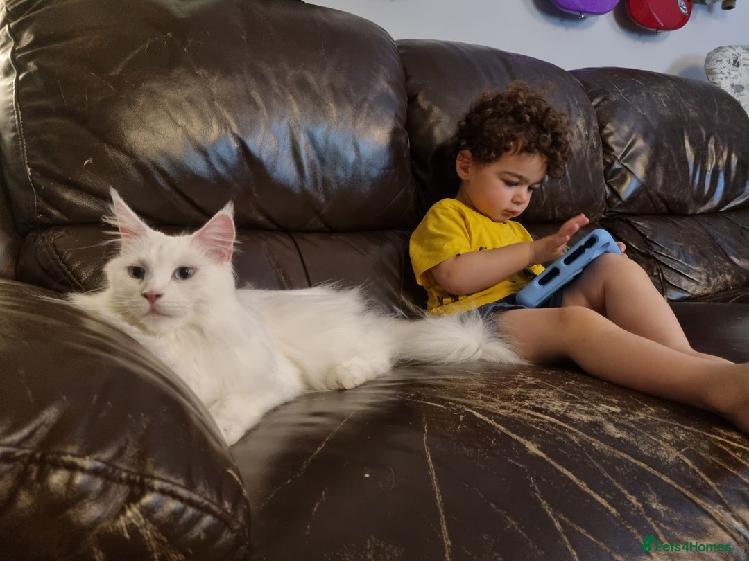 Maine Coon cats for sale: Female Maine Coon for Sale. - Advert 4