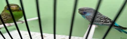 Budgerigars birds for sale: Black face with black wing split bf/bw pair  - Advert 7
