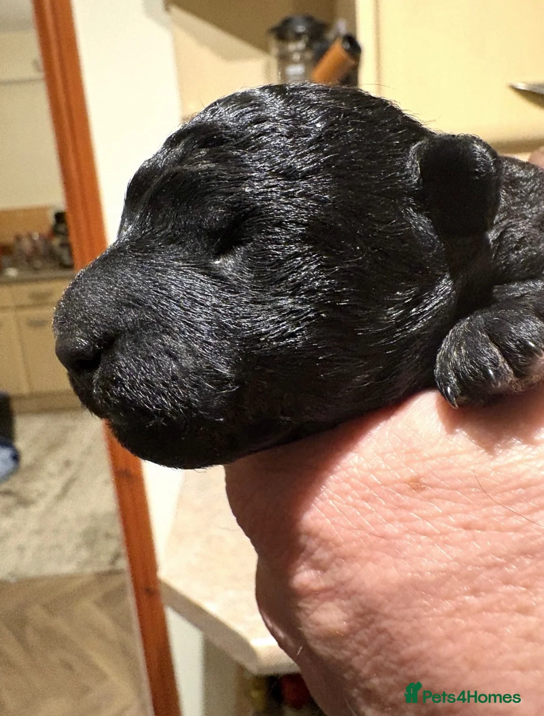 Jackapoo dogs for sale: 🐾 Beautiful F1B Jackapoo Boy – Home Reared - Advert 8