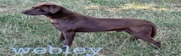 Labrador Retriever dogs for sale: TOP QUALITY PUPS FROM FULLY HEALTH TESTED PARENTS - Advert 4