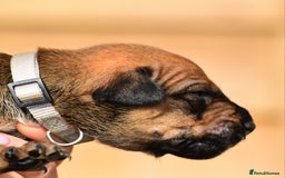 Belgian Shepherd Dog dogs for sale: Bullherders top working lines  - Image 4
