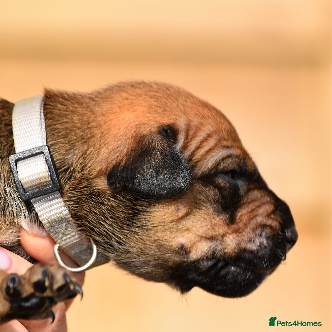 Belgian Shepherd Dog dogs for sale: Bullherders top working lines  - Image 4