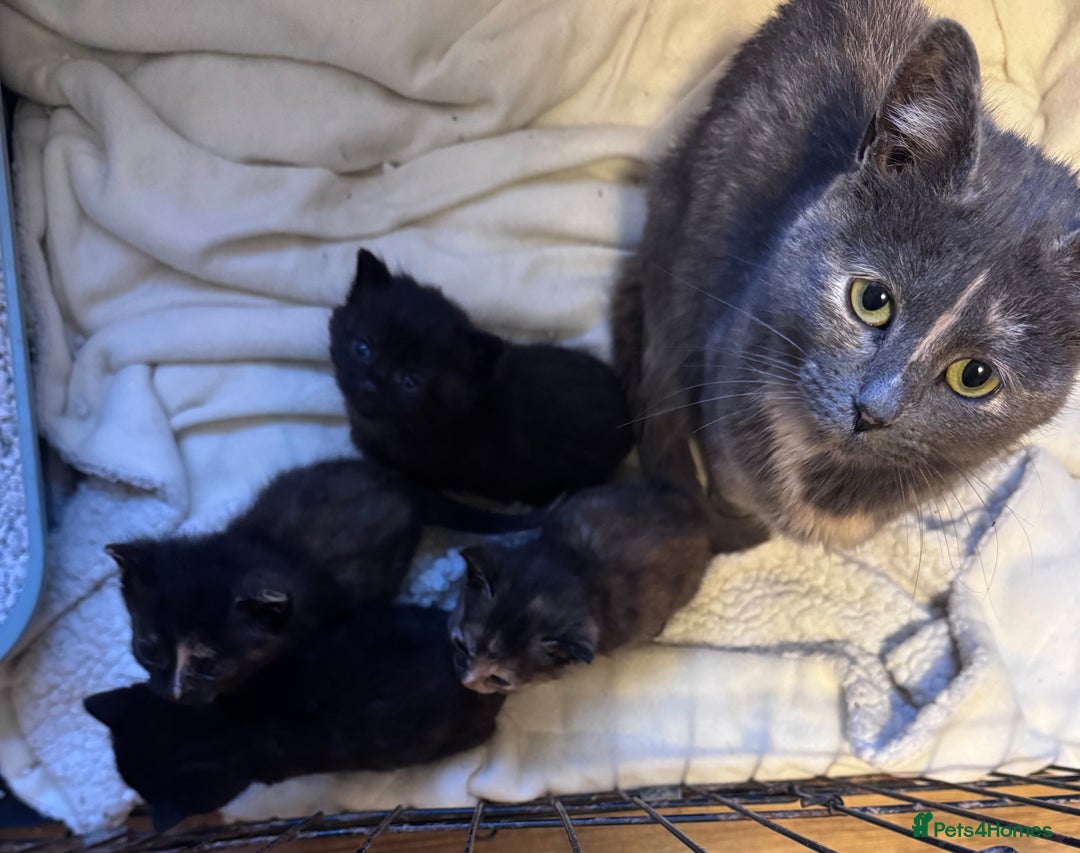 Domestic Shorthair cats for sale: 4 beautiful kittens looking for loving homes  - Image 2