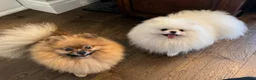 Pomeranian dogs for sale: ADORABLE PURE POMERANIAN KC - Advert 3