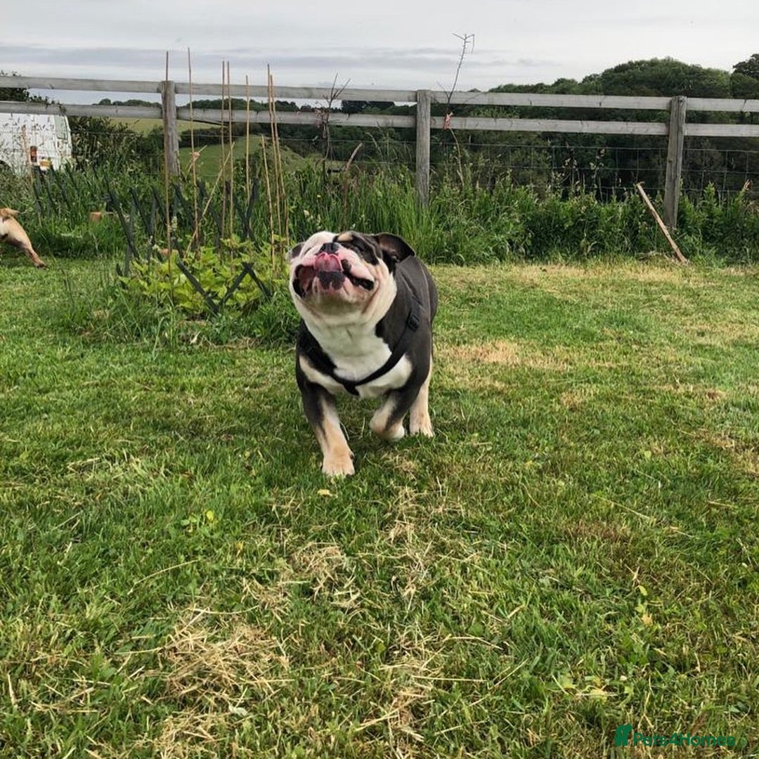 English Bulldog dogs for sale: Looking for new FOREVER home🏡 - Advert 15