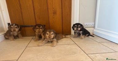 Cocker Spaniel dogs - Advert 9