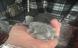 Russian Blue cats for sale: Adorable Russian blue kitten champion bloodline - Image 1