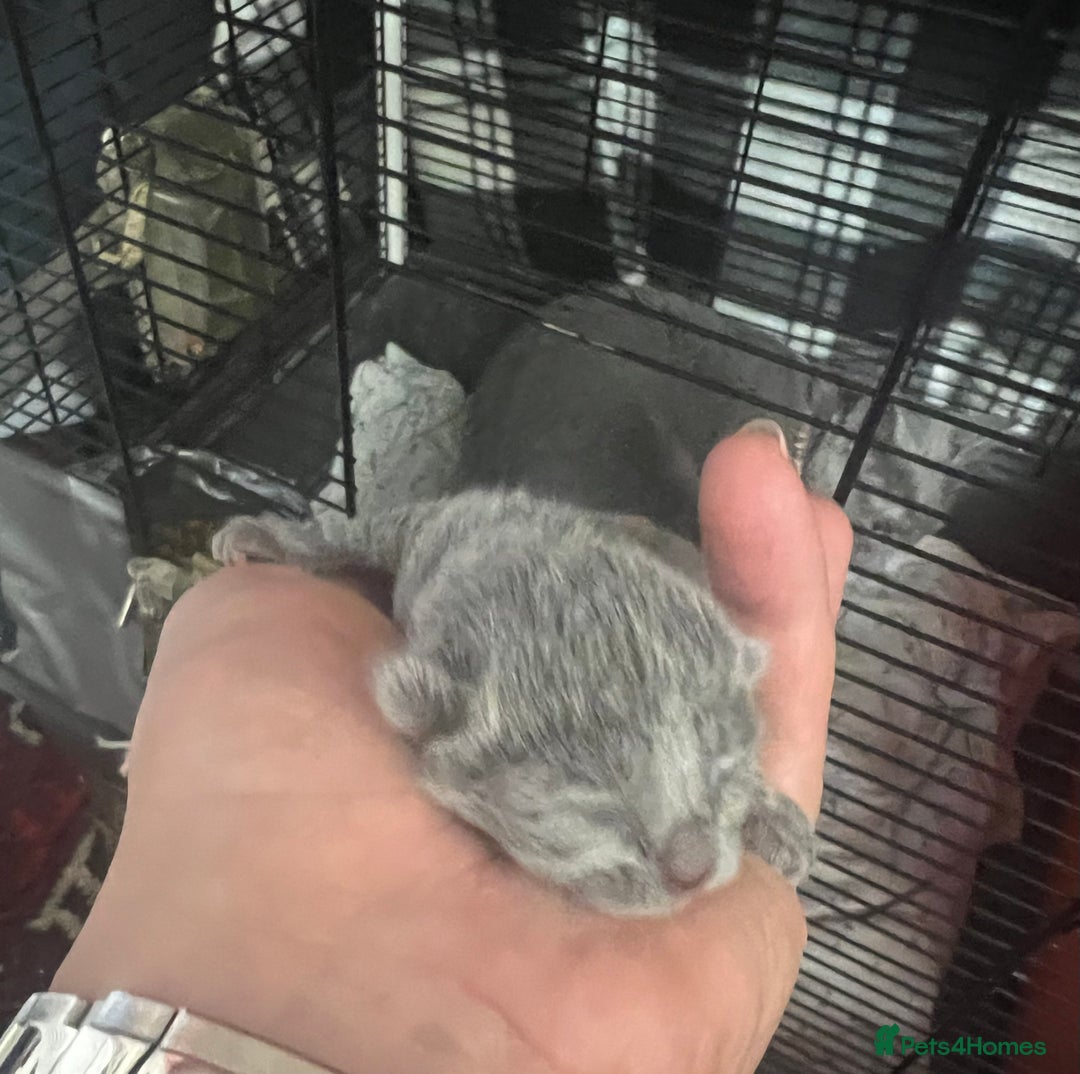 Russian Blue cats for sale: Adorable Russian blue kitten champion bloodline - Image 1