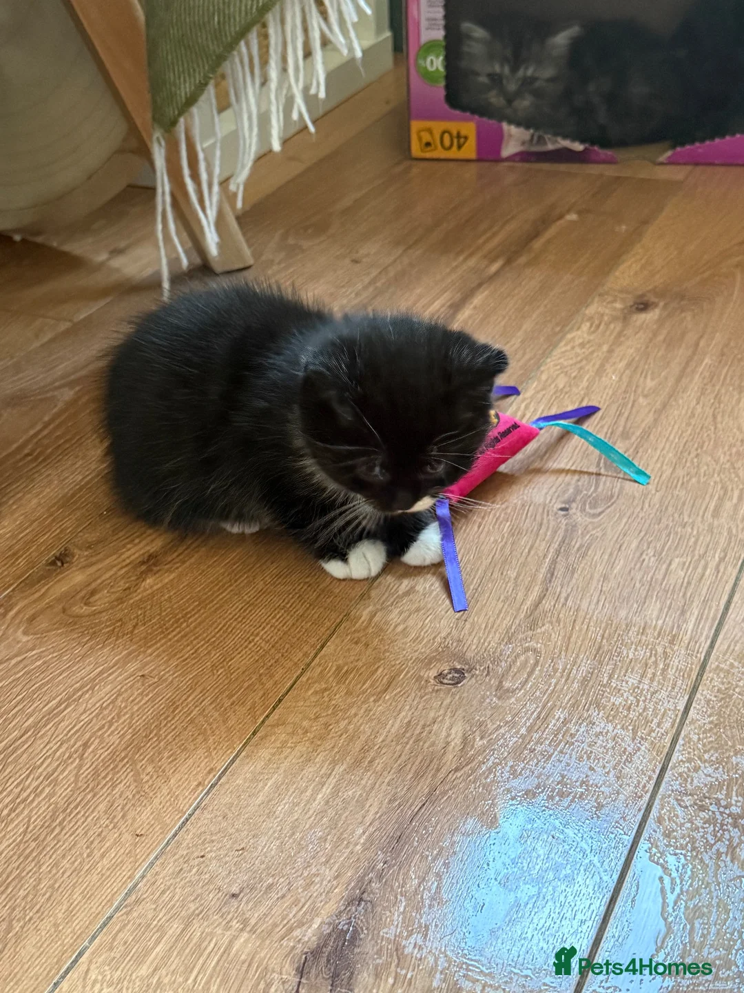 Mixed Breed cats for sale: BSH fluffy mixed breed - Advert 2