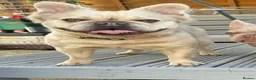 French Bulldog dogs for stud: Licensed breeder! Fluffy frenchie litter due July  - Advert 5