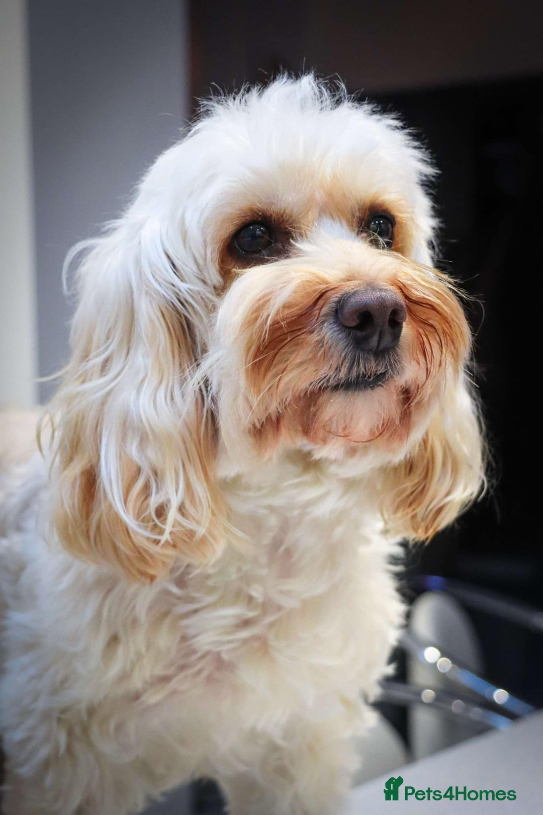 Cockapoo dogs for sale: Beautiful litter of cockerpoo puppies  - Advert 3