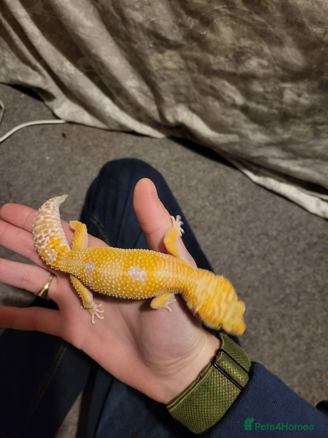 Leopard Gecko reptiles for sale: Tremper albino 4yrs old full setup - Advert 5