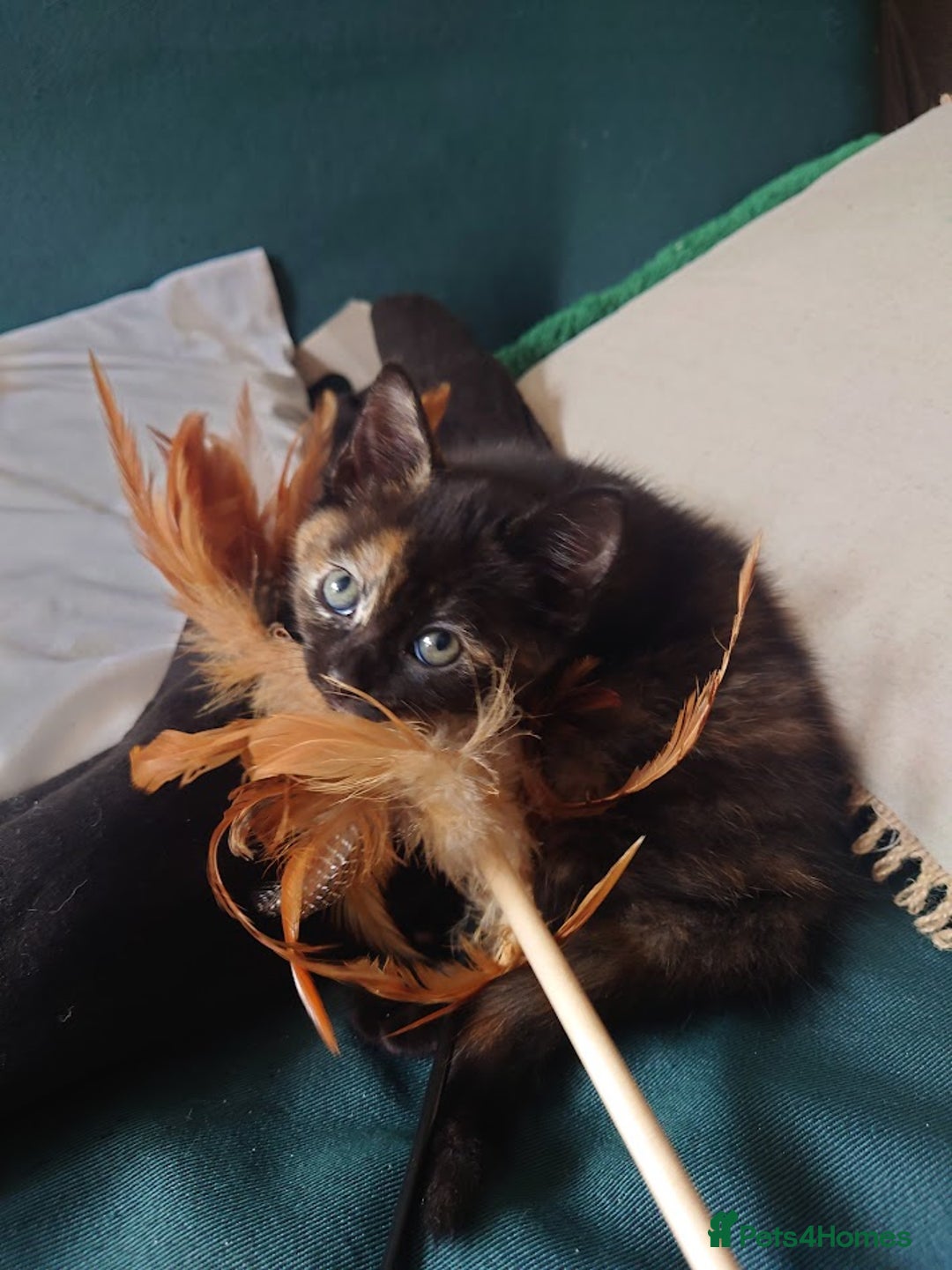 Domestic Shorthair cats for sale: 3 kittens for sale - Image 5