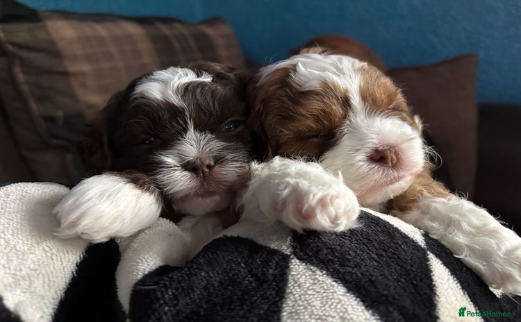 Shihpoo dogs - Advert 1