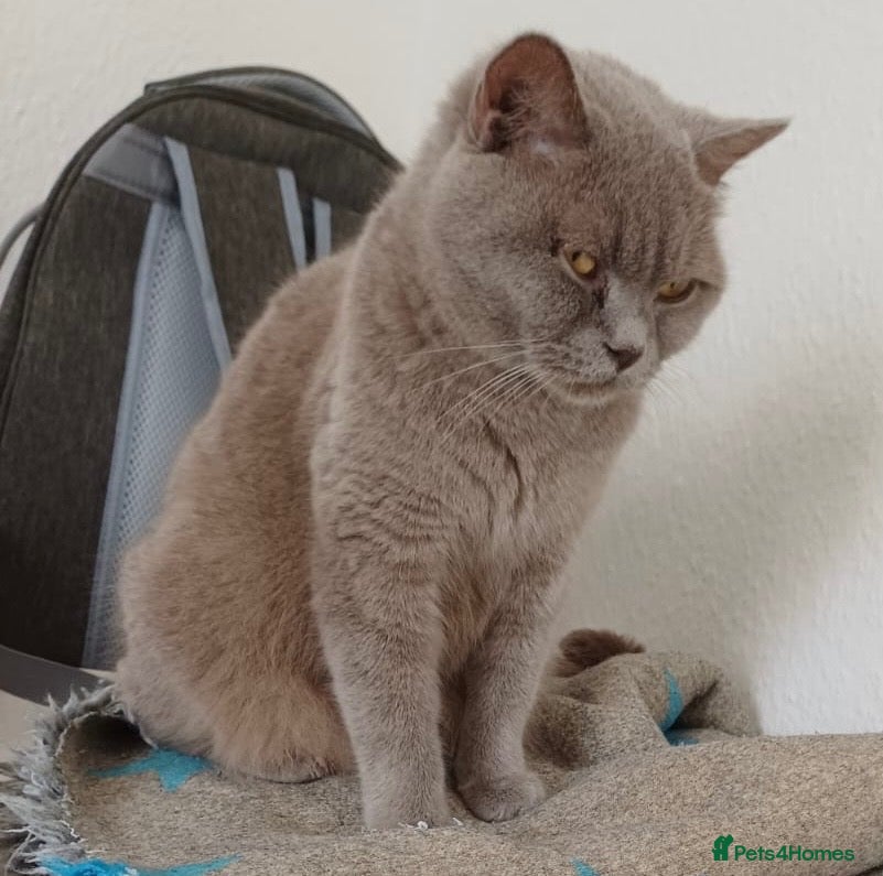 British Shorthair cats Beautiful blue British shorthair  - Advert 10