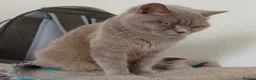 British Shorthair cats for sale: Beautiful blue British shorthair  - Advert 1