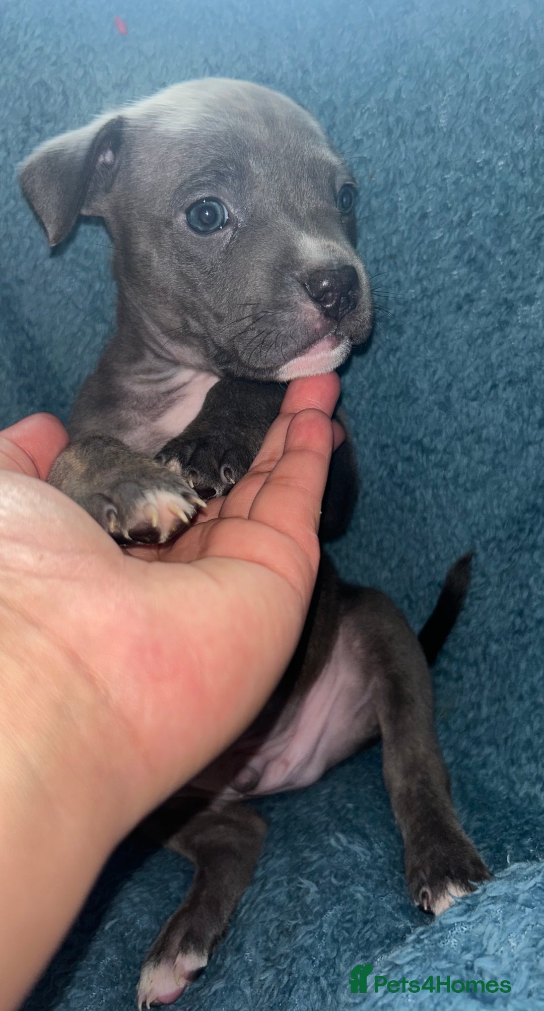 Mixed Breed dogs for sale: Beautiful chunky bully cross staffy pups tri /fawn - Image 32