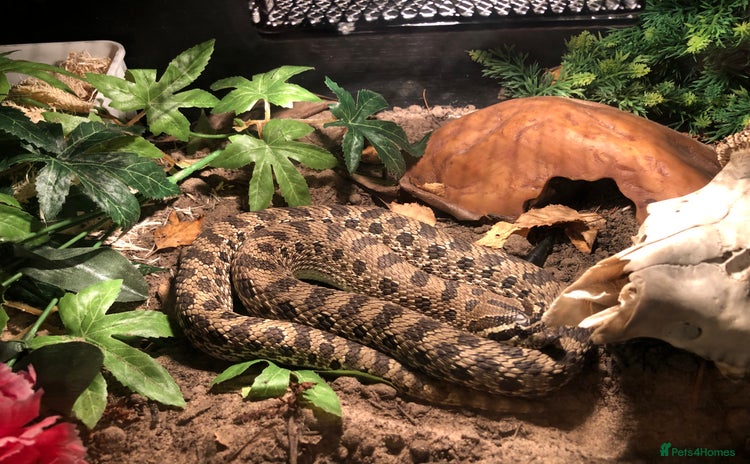 Snake reptiles - Advert 1