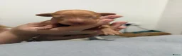 Labrador Retriever dogs for sale: KC Registered Fox Red Labrador Retriever Puppies - Advert 15