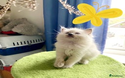Ragdoll cats for sale: Beautiful kittens - Image 6
