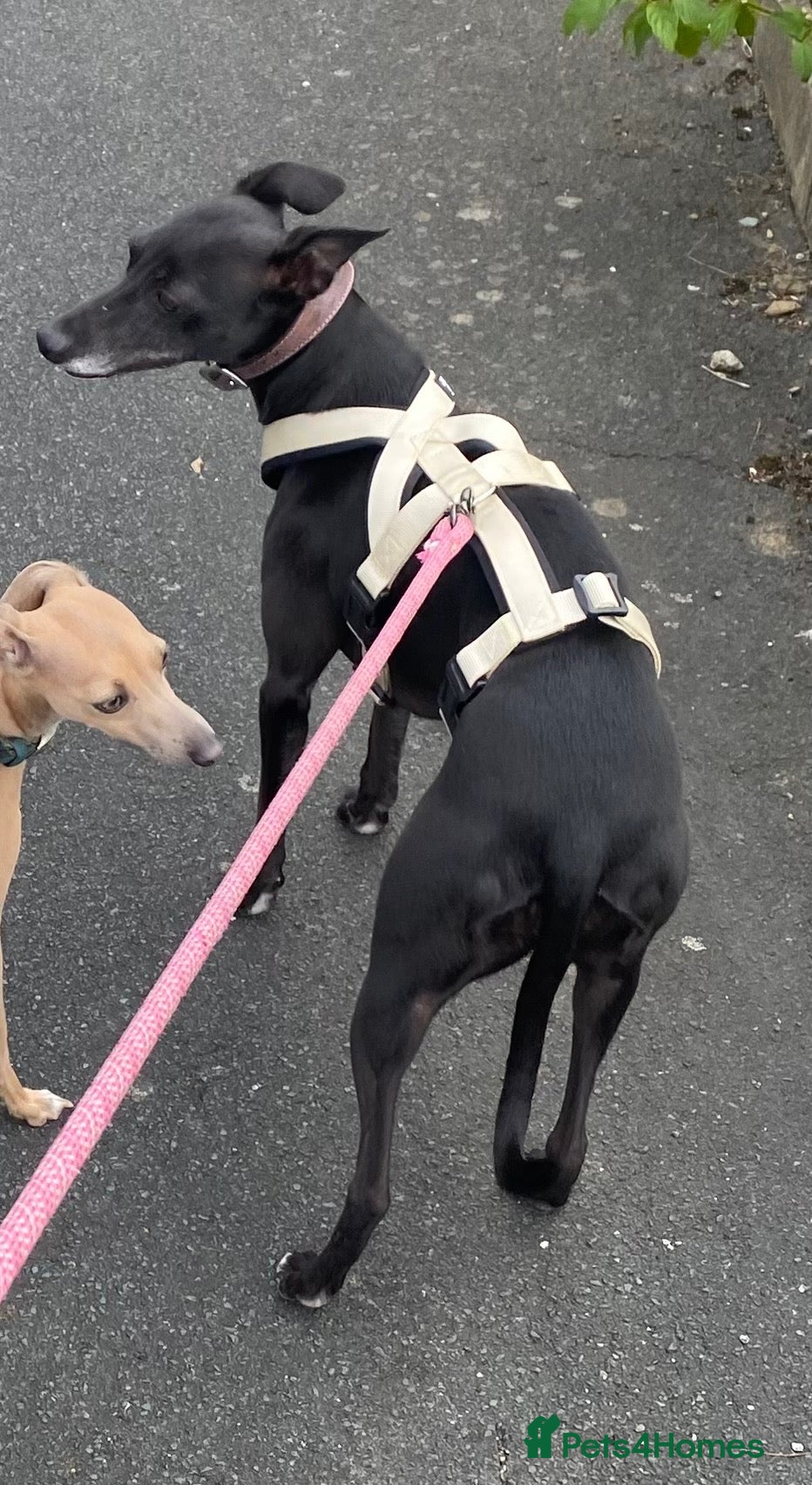 Whippet dogs 3 year old Whippet - Advert 2