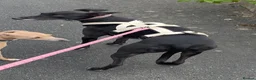 Whippet dogs for sale: 3 year old Whippet in Halifax - Advert 1