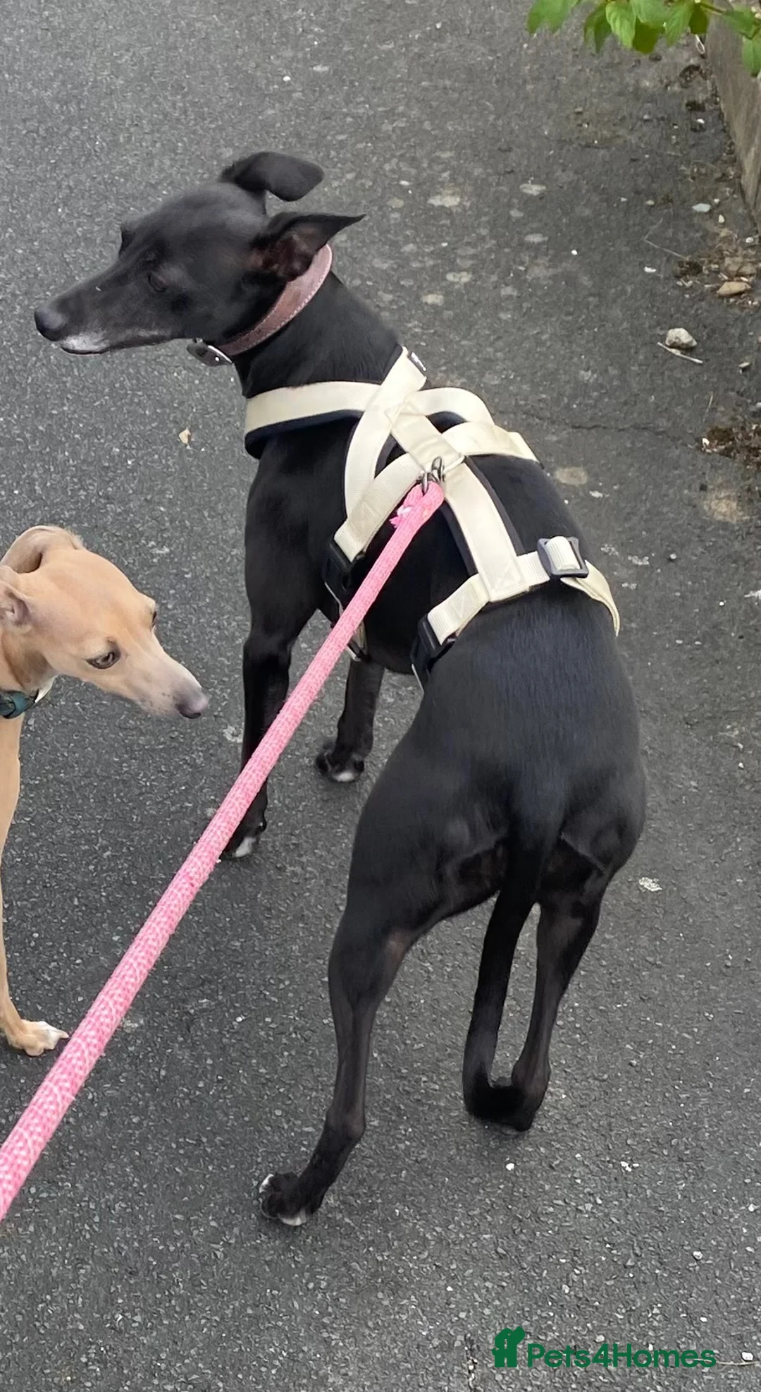 Whippet dogs for sale: 3 year old Whippet in Halifax - Advert 1