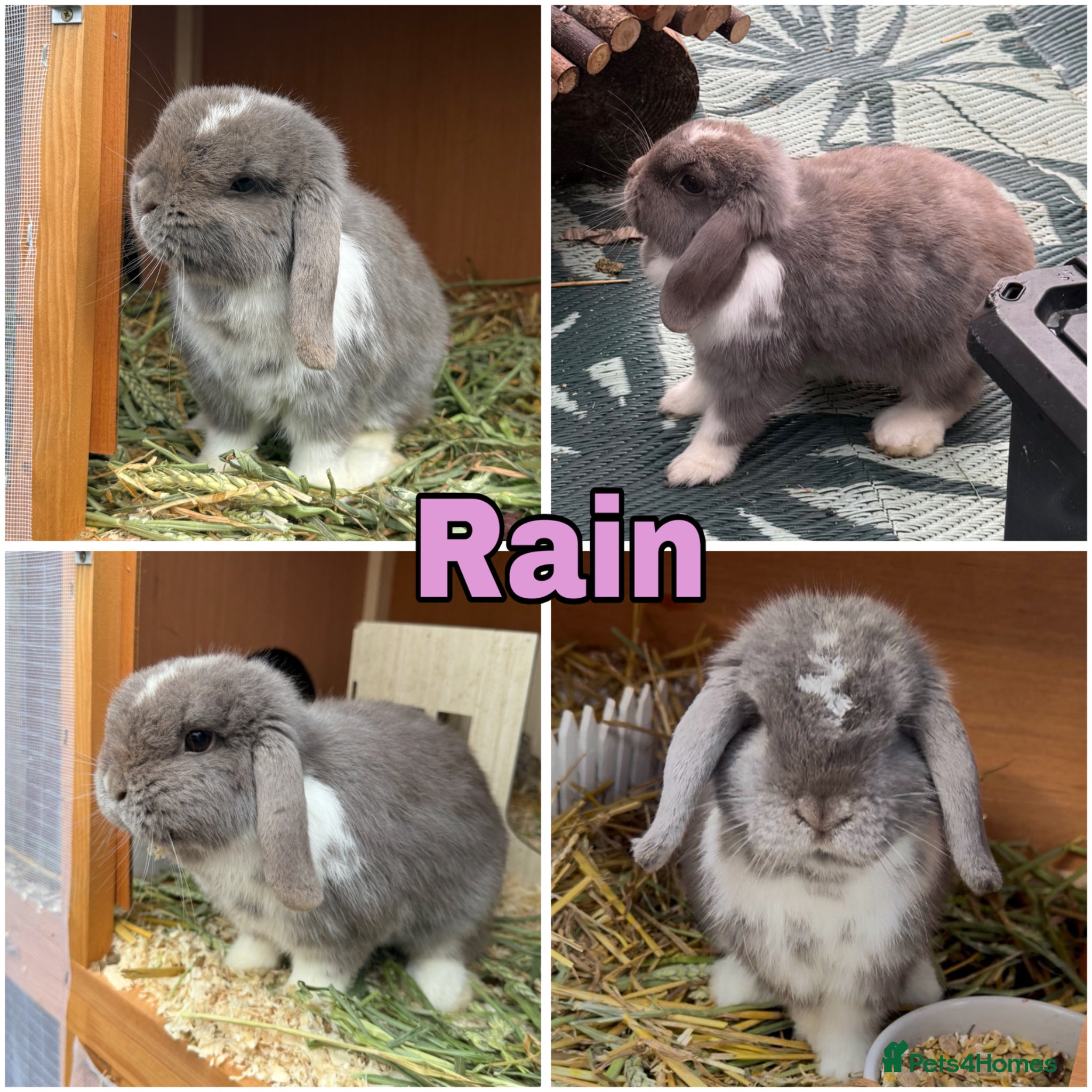 Mini Lop rabbits 🩶 Welcoming 8 Pure Mini Lops 🩶 - Advert 2