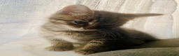 Bengal cats for sale: Gorgeous bengal kitten  in Radstock - Advert 2