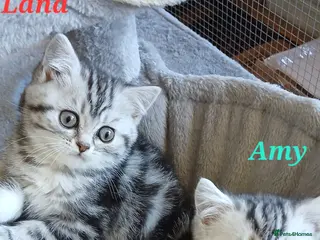 British Shorthair cats Bsh .Silver Classic Tabby. GCCF. - Advert 7