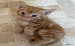 Mixed Breed cats for sale: 4 ginger & 1 tabby kittens - Image 6