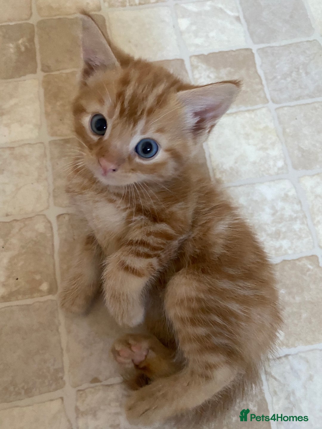 Mixed Breed cats for sale: 4 ginger & 1 tabby kittens - Image 6