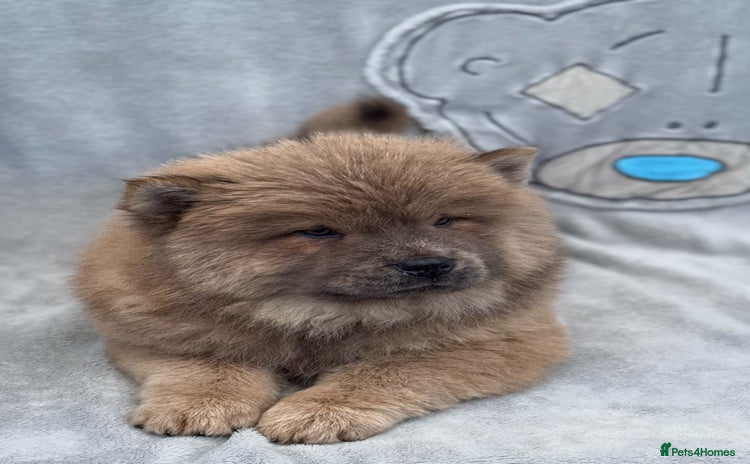 Chow Chow dogs KC Reg Chow Chow Puppies  - Advert 1
