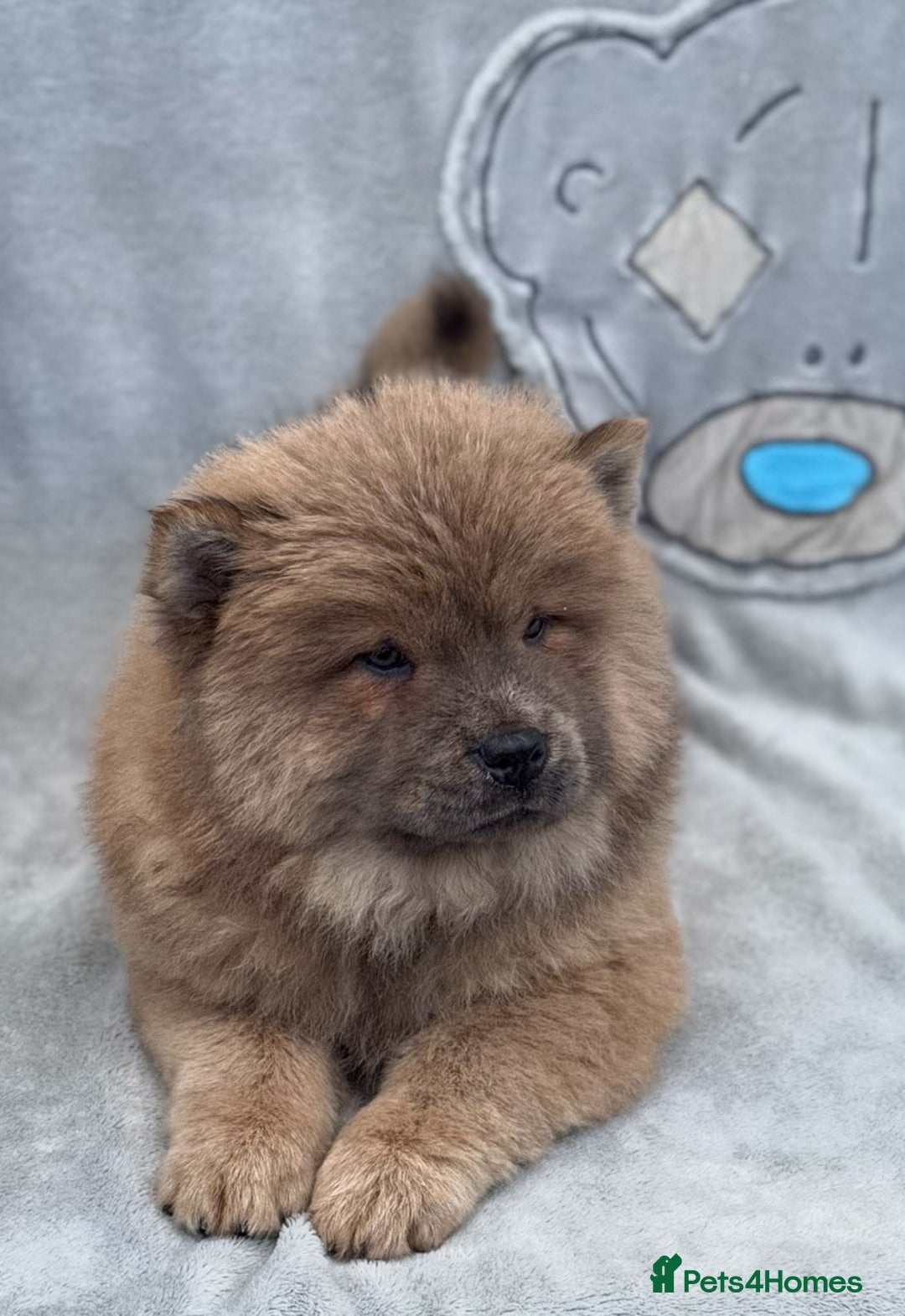 Chow Chow dogs for sale: KC Reg Chow Chow Puppies  - Image 10