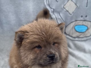 Chow Chow dogs KC Reg Chow Chow Puppies - Advert 3