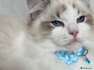Ragdoll cats LAST BOY Ragdoll Kittens – Ready Now! - Advert 1