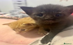 Domestic Shorthair cats for sale: 2 Female Kittens  - Image 5