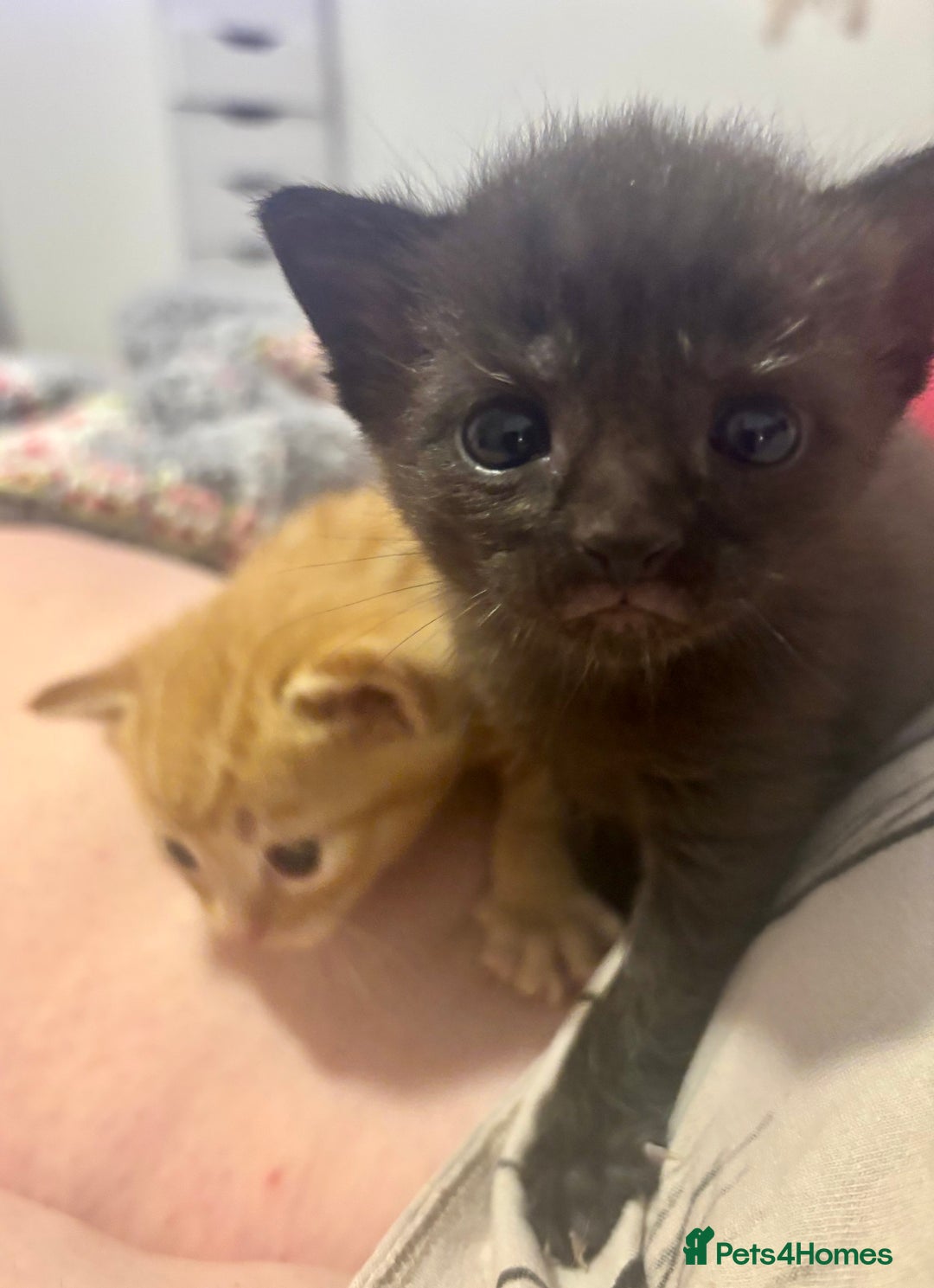 Domestic Shorthair cats for sale: 2 Female Kittens  - Image 5