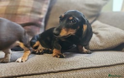 Dachshund dogs for sale: Miniature dachshund puppies  - Image 4