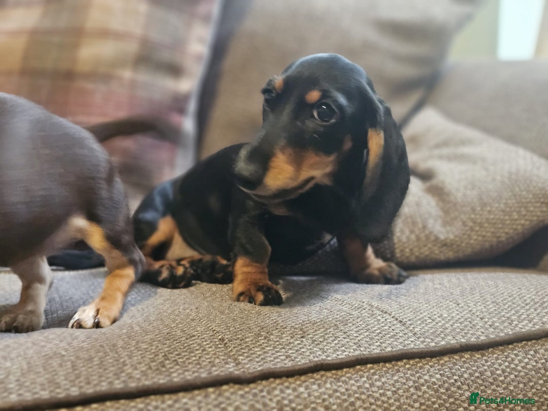 Dachshund dogs for sale: Miniature dachshund puppies  - Image 4