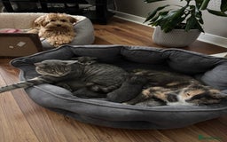 Domestic Shorthair cats for sale: Beautiful girl kittens available - Image 7