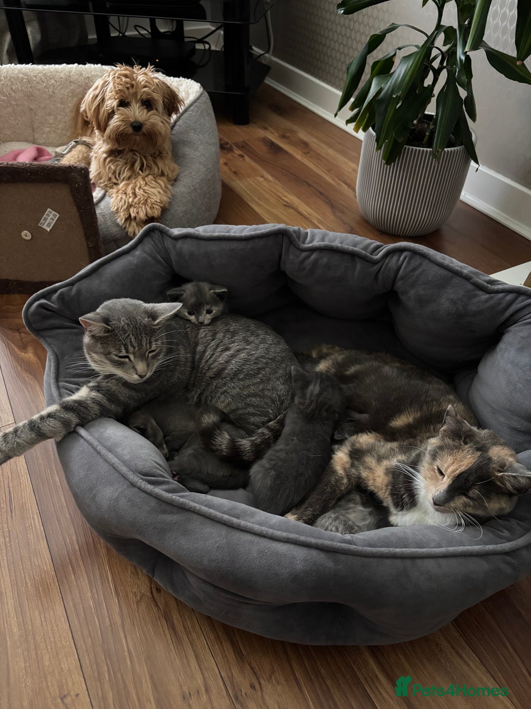 Domestic Shorthair cats for sale: Beautiful girl kittens available - Image 7