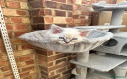 Ragdoll cats for sale: Last boy Stunning crazy playful pure Ragdoll - Image 5